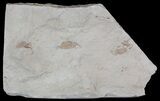 Three Fossil Pea Crabs (Pinnixa) From California - Miocene #53115-1